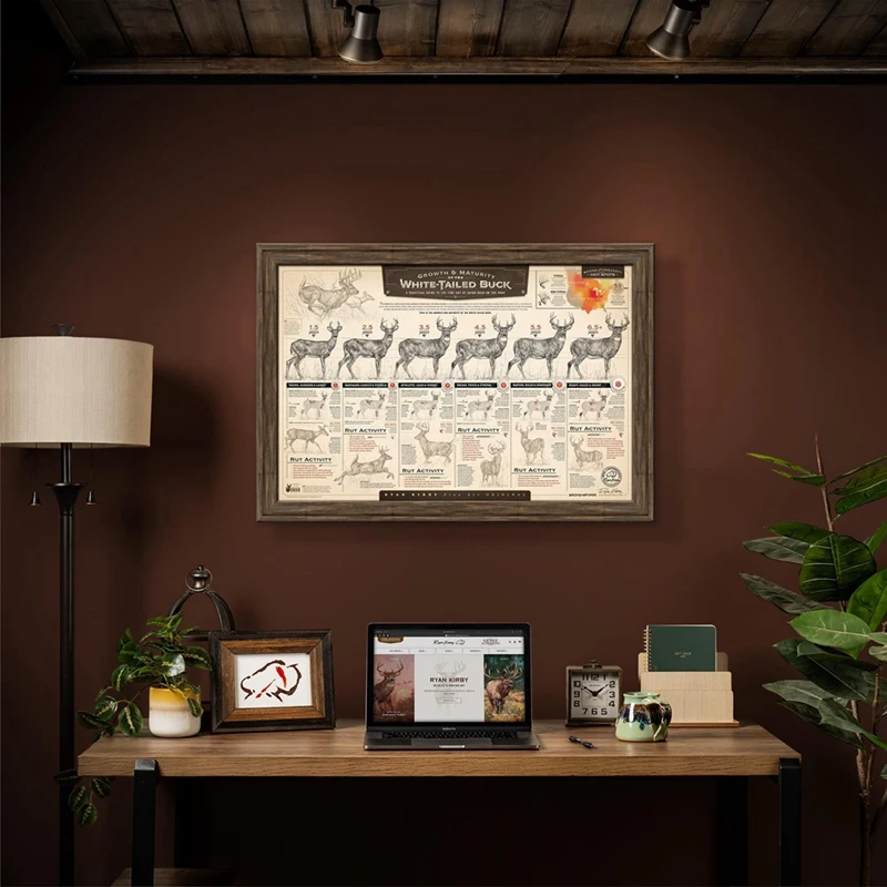 Бумажные отпечатки The Grow And Maturity Of White-Tailed Buck 46X30 5 см