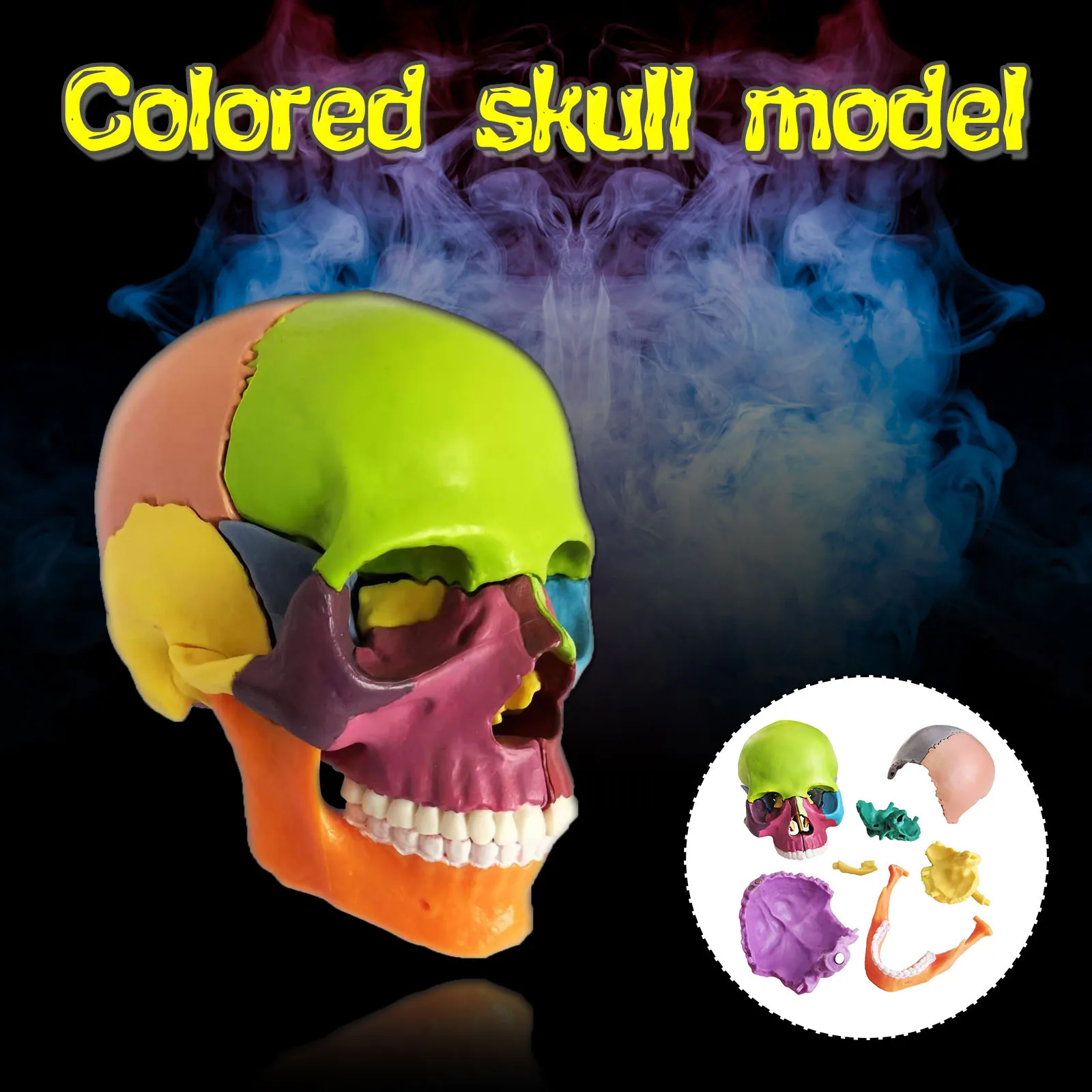 

1 Color Adult Skull 4D Disassembled Included 15 PCS Parts Anatomical Model Detachable Teaching Tool Lifesize 1:2 Replica