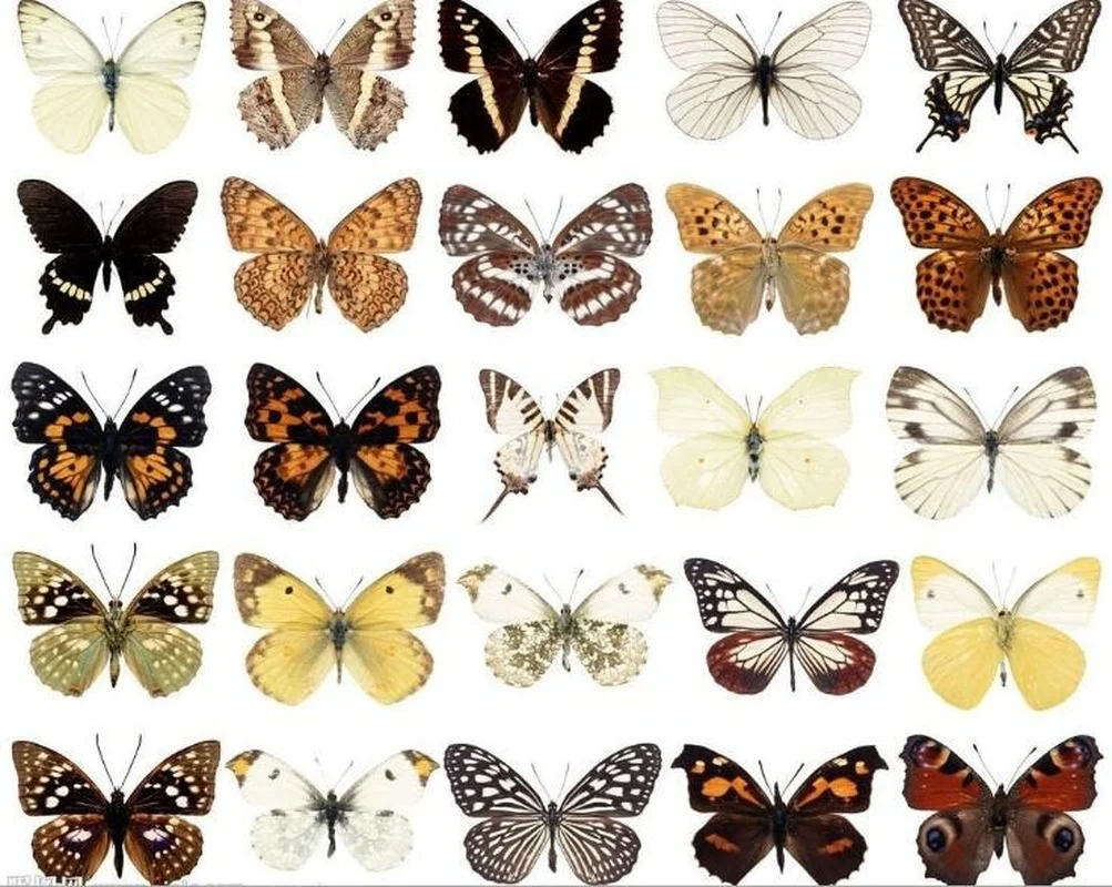 

5/10/20 шт., декоративные бабочки для украшения дома