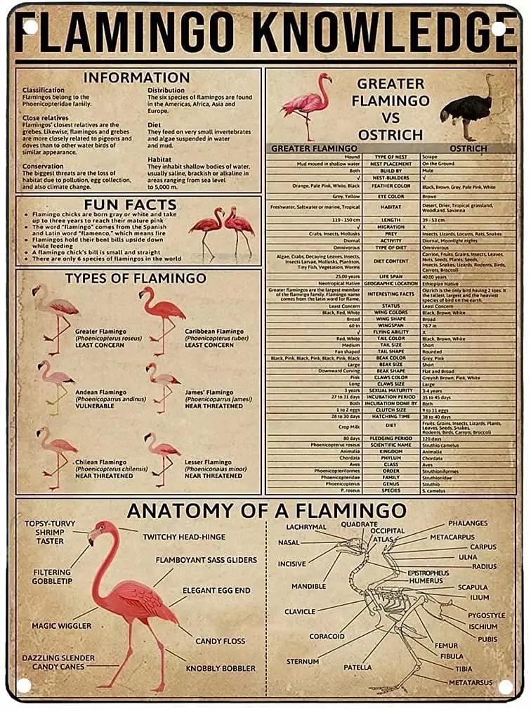 Фламинго Знания Ретро Металлическая Оловянная Вывеска Тип Печать Плакат Кафе