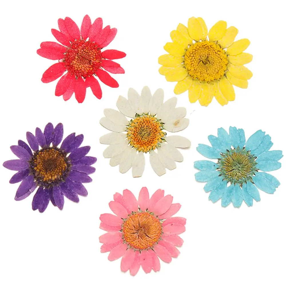 

12Pcs/Bag Natural Daisy Dried Flower Colorful Pressed Flowers Resin Mold Filling Pendant Necklace Jewelry Making DIY Crafts Art