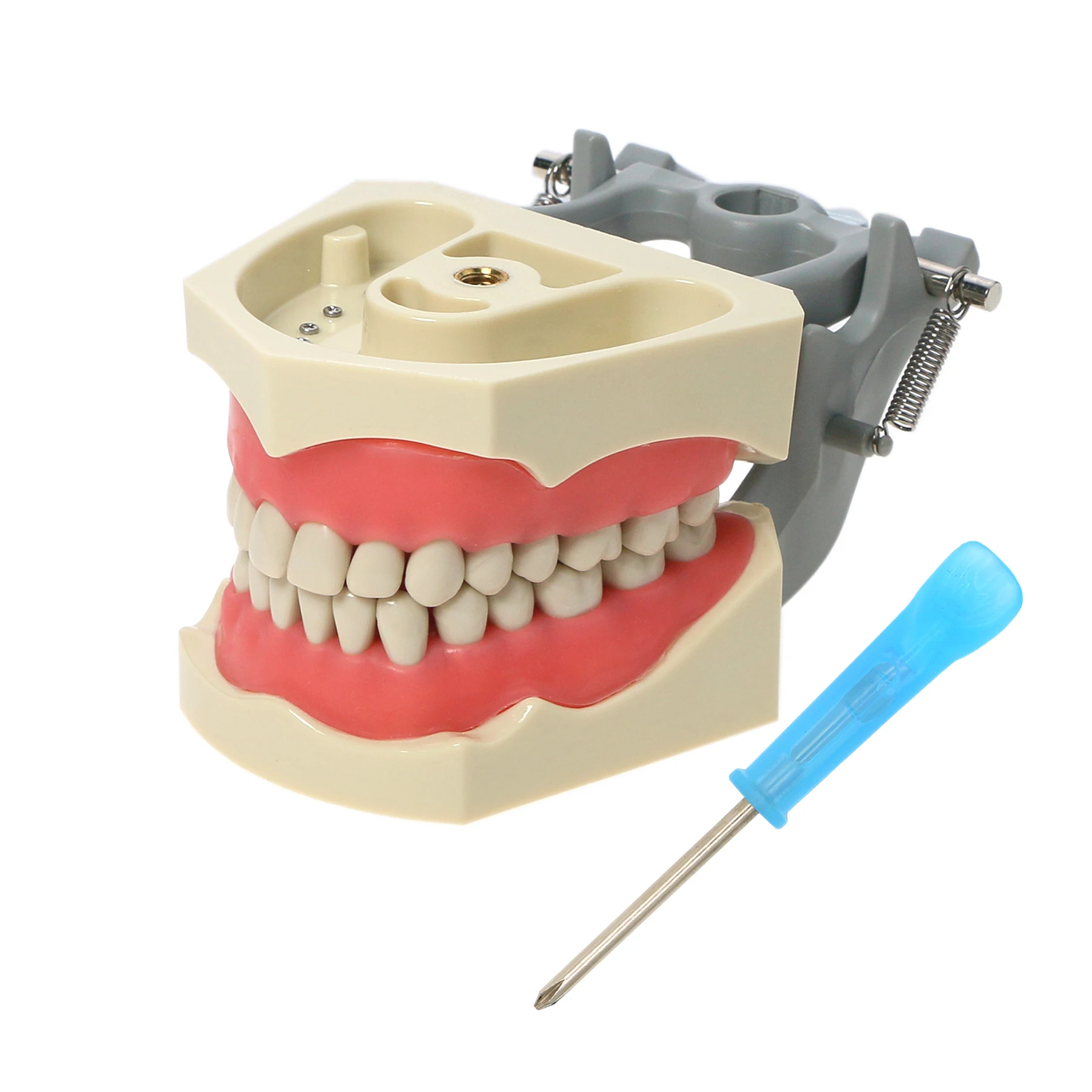 Columbia Dentoform 860 Serise Fit Detal Typodont Practicie 32 шт. съемная модель со ввинчивающимися зубами