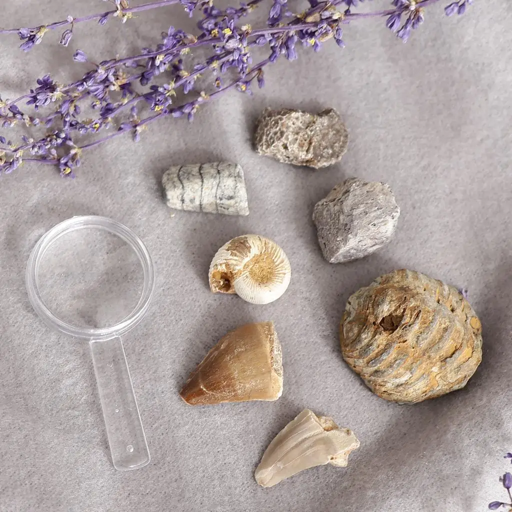 

Educational Geology Collection of Real Specimens Rocks Minerals Toy PK664