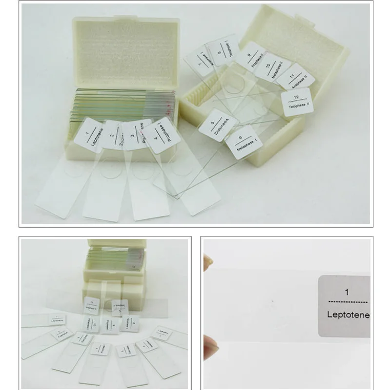 

12PCS Onion Anther Meiosis Root Tip Mitotic Glass Microscope Prepared Biological Slides for Teaching Scientific Research