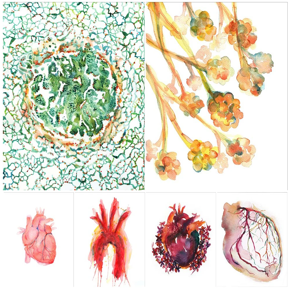 

Watercolor Medical Organ Anatomy Heart Liver Poster Wall Art Canvas Painting Home Decor Wall Pictures For Living Room Unframed