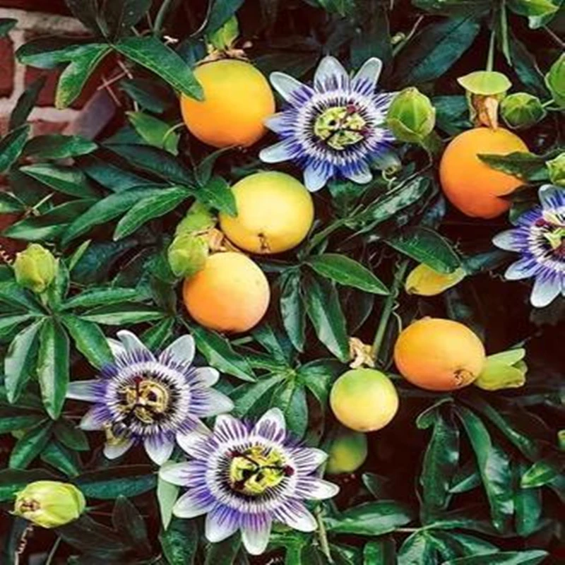 

Passion Fruits Nature Fragrant Passionfruit 30Pcs
