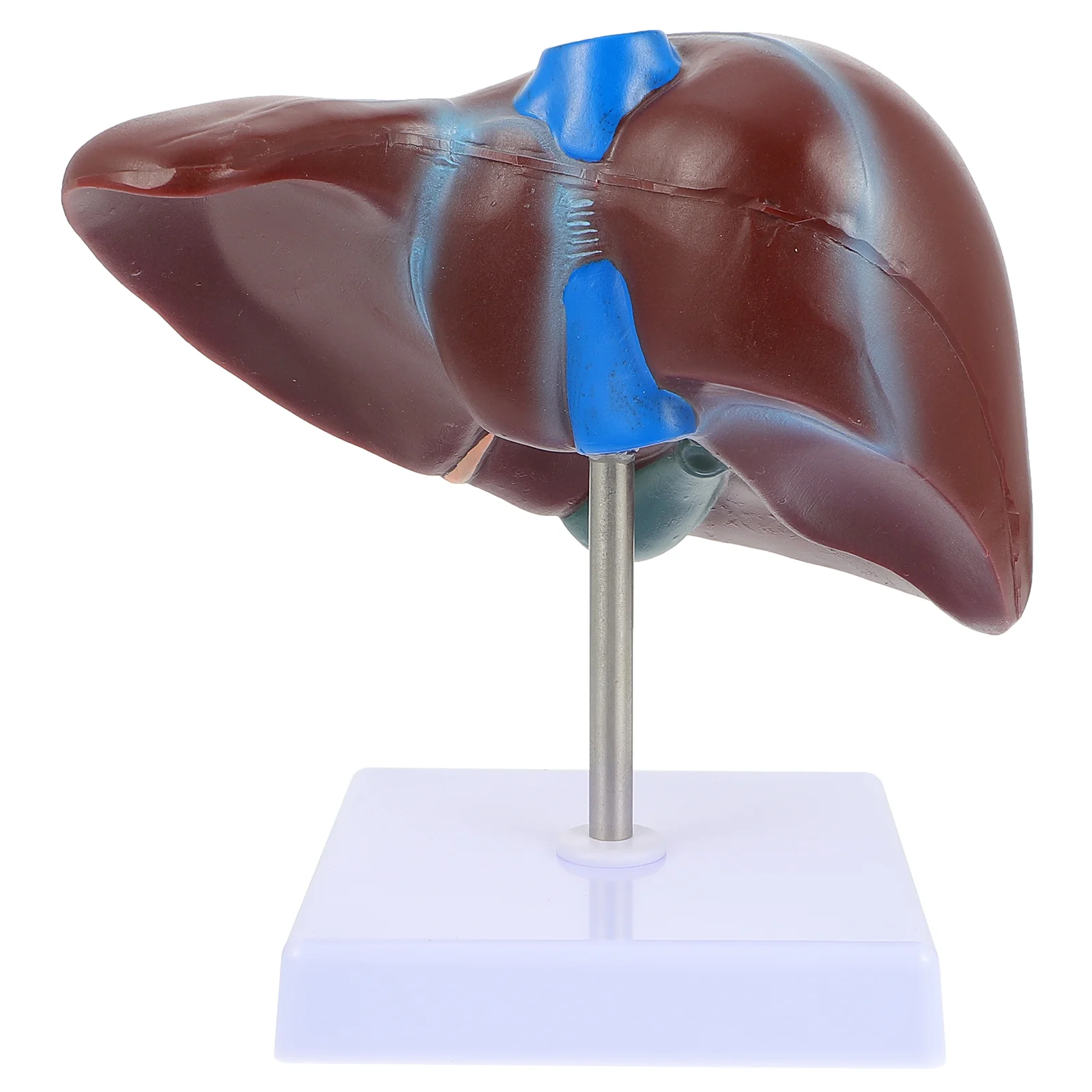

1pc Liver Model Human Liver Model Teaching Liver Model with Base