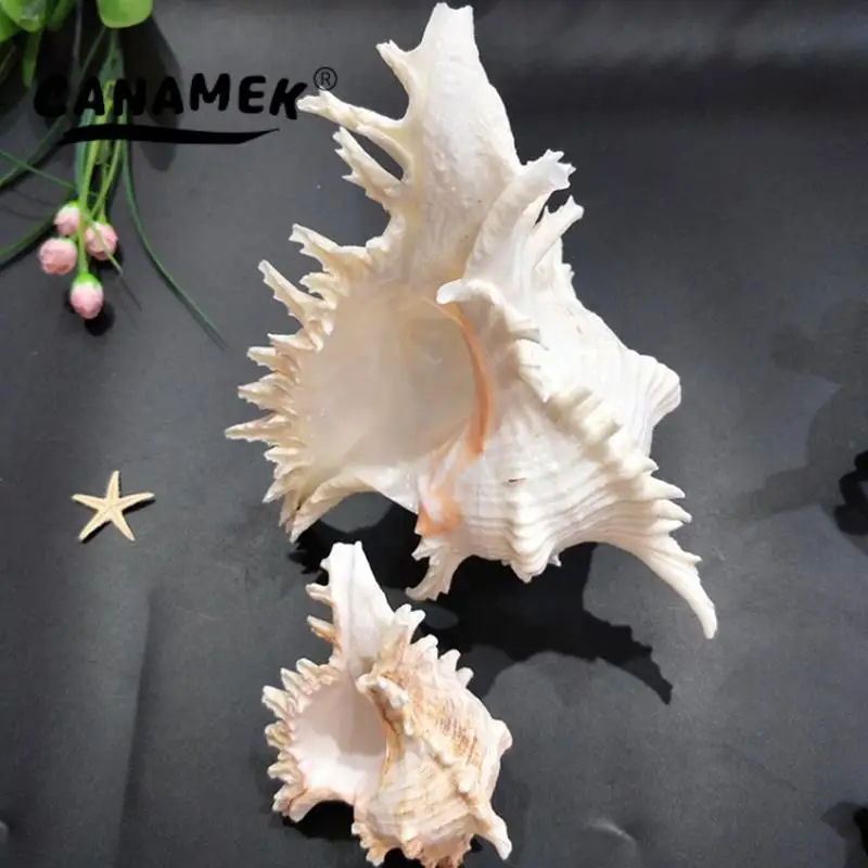 

Natural Large Sea Shells Conch Coquillage Beach Craft Diy Marine Style Fish Tank Seashells Conch Embellishment Home Decoration