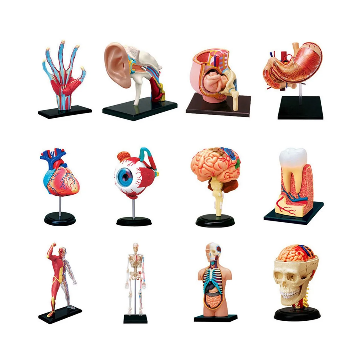 

Medical-Torso Human Body Model Removable Parts Education Organs Model for Teaching Study Class Students(Muscle Model)
