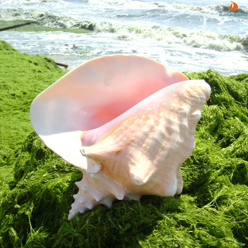 

Натуральная морская раковина