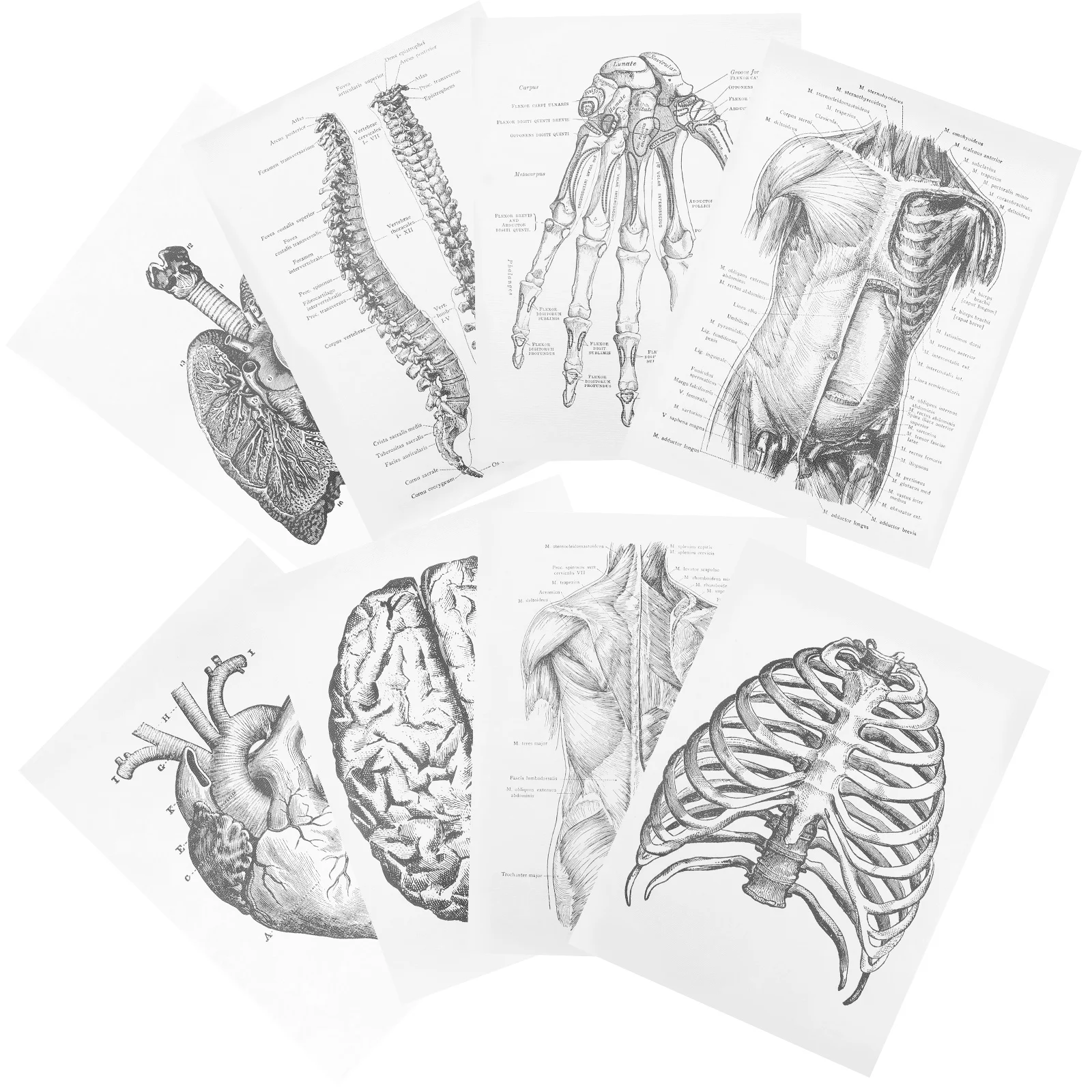 

8 Pcs Human Anatomy Learning Anatomical Chart Organ Poster Home Decor Decorative Painting/hanging Picture Canvas