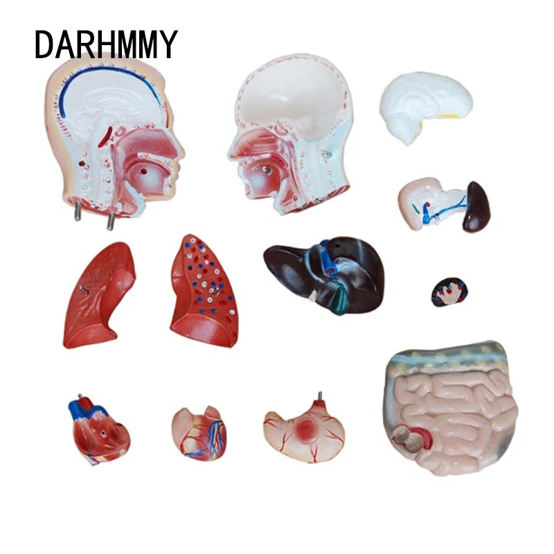 Человеческий ТОРС DARHMMY, модель тела 42 см, мужской торс, 13 частей, медицинская модель, внутренние органы для обучения (art.: 3920bf2b4f418) - 3920bf2b4f418