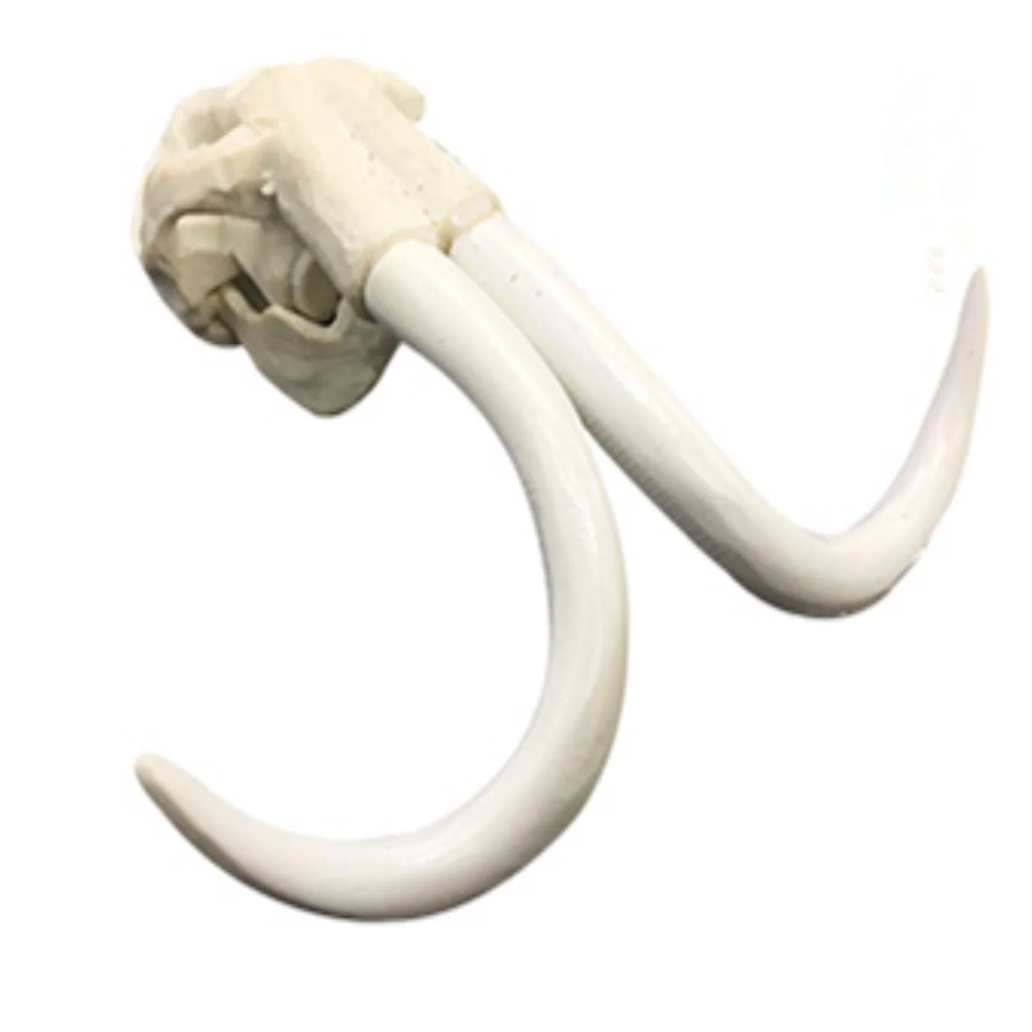 

Aquarium, aquarium, fish tank, ornament, water and grass, dinosaur skull, rhinoceros, mammoth, product size: 9.5 * 9 * 3.5cm