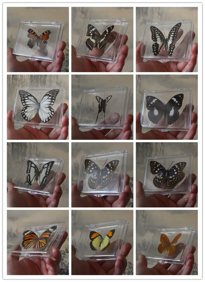 

Реалистичный образец красивой бабочки, 1 шт., коллекция обучающих материалов, образец бабочки, художественный материал для декора