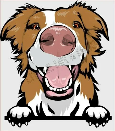 

For BORDER COLLIE Peeking Dog Breed Colour Window Wall Sticker w/proof