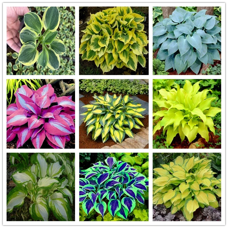 

Красочная подставка для цветов Hosta из нефрита, 30 шт.