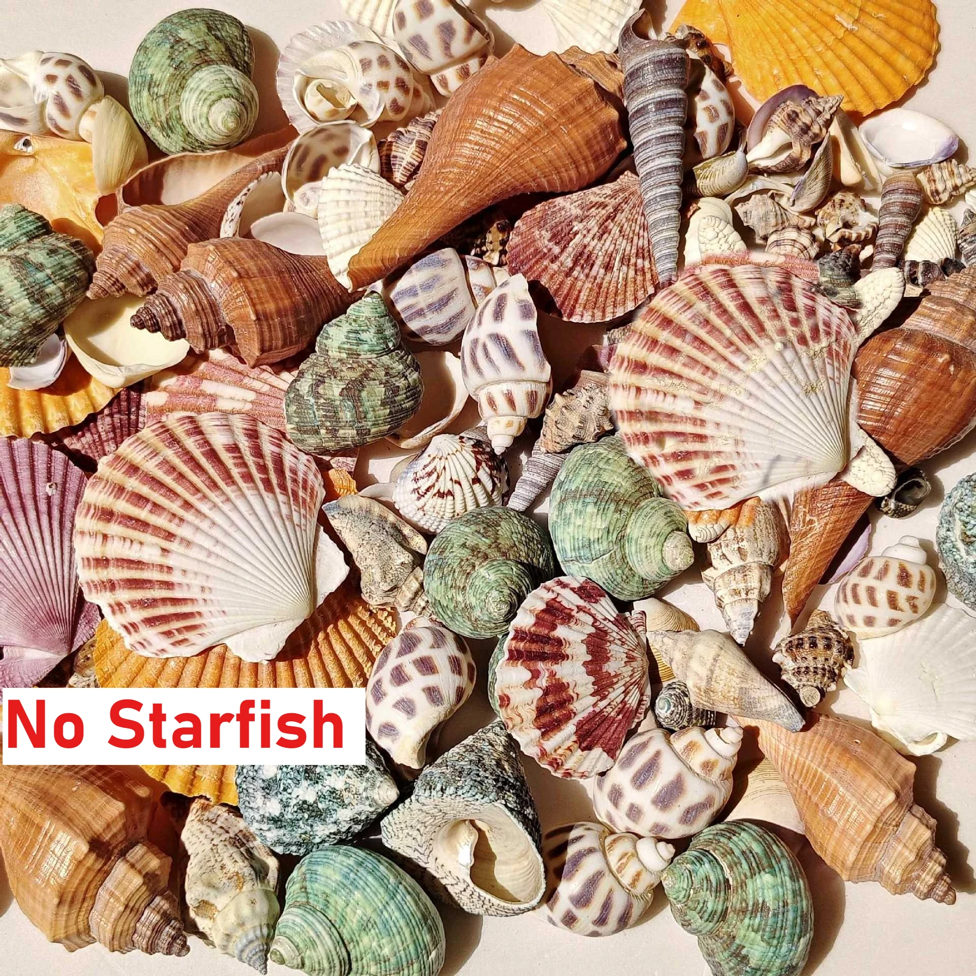 Смешанный набор ракушек и морских звезд