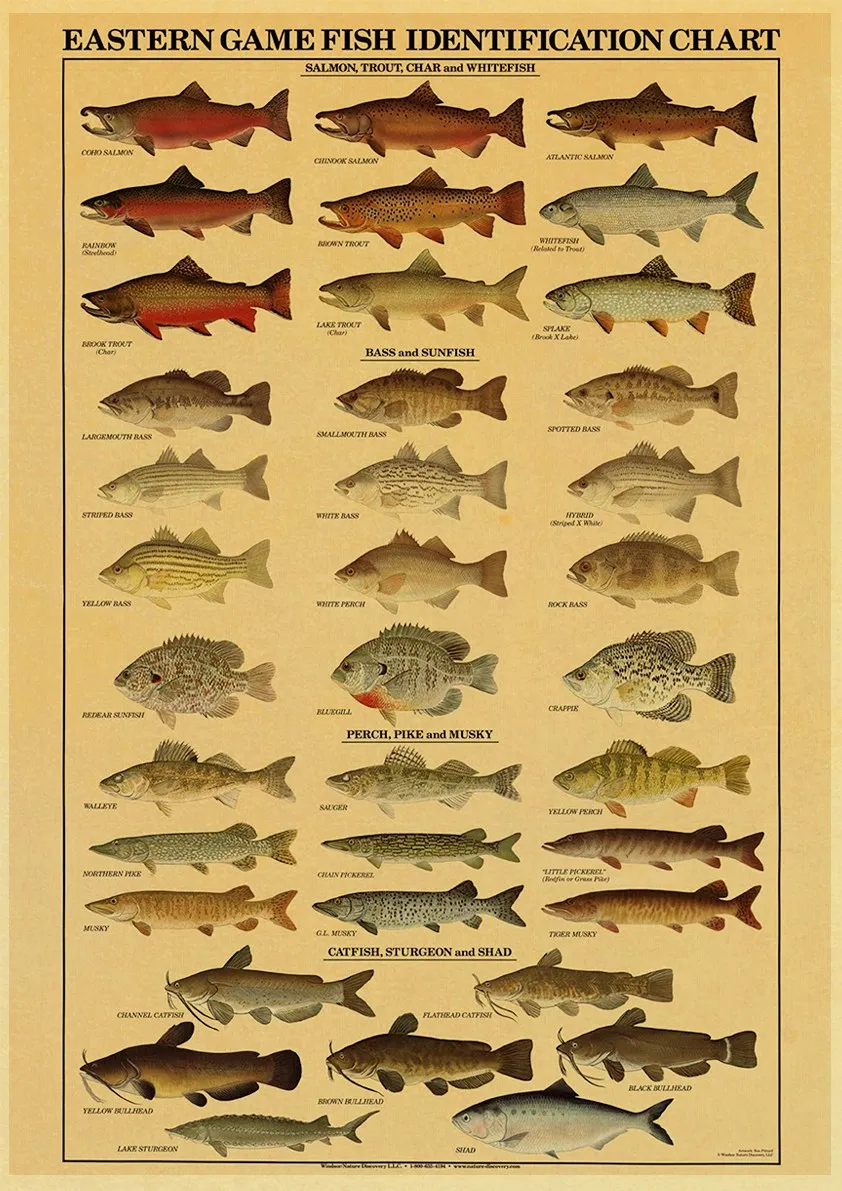 Настенный плакат SNAPSEED Рыбалка