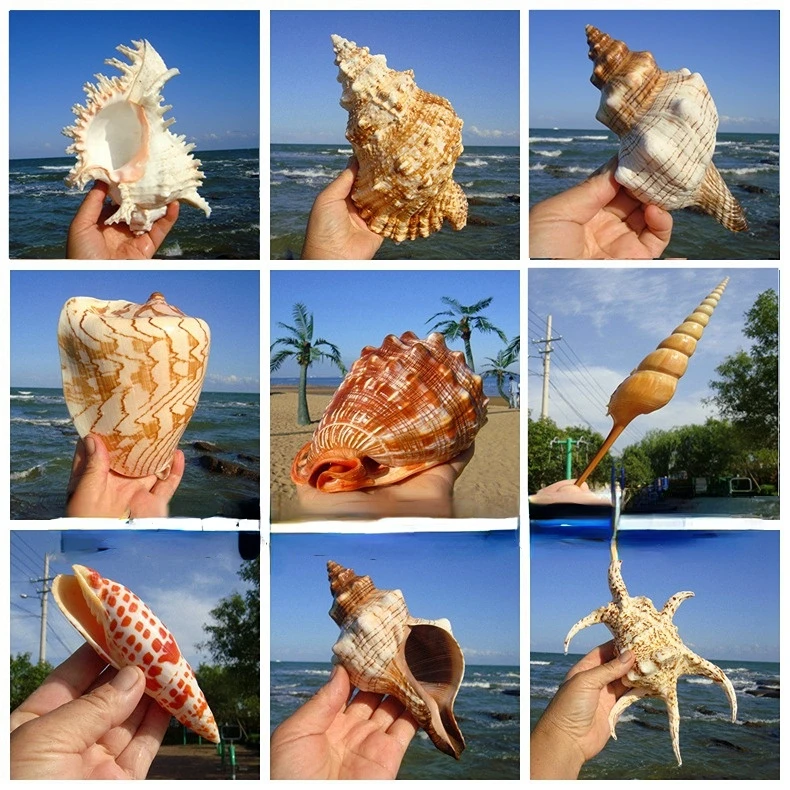 

Natural conch shell starfish fish tank landscaping home decoration DIY crafts beach decor seashells starfish decoration