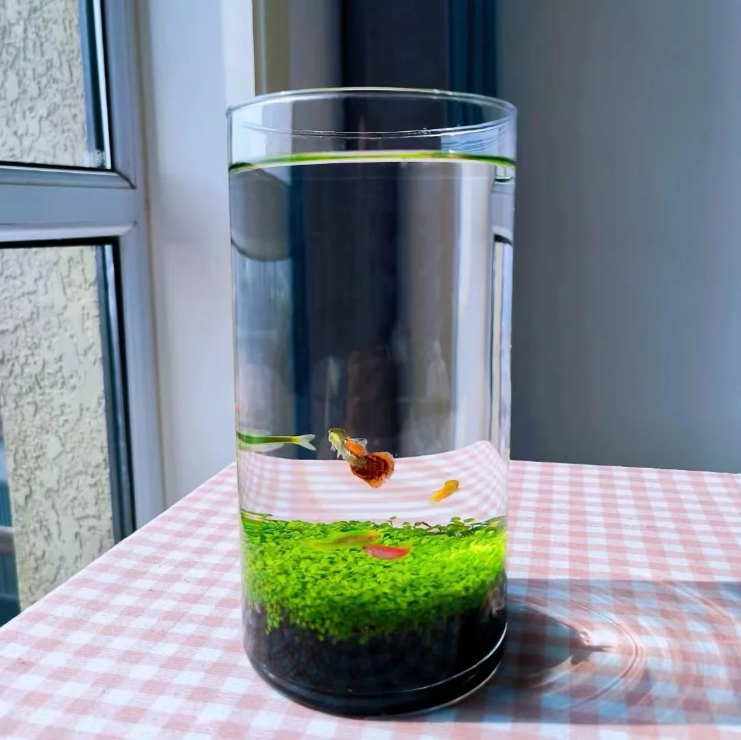 

Straight Ecological Fish Tank, Thickened Glass Cylindrical Fish Tank, Floor To Ceiling Vase, Circular Hydroponic Culture