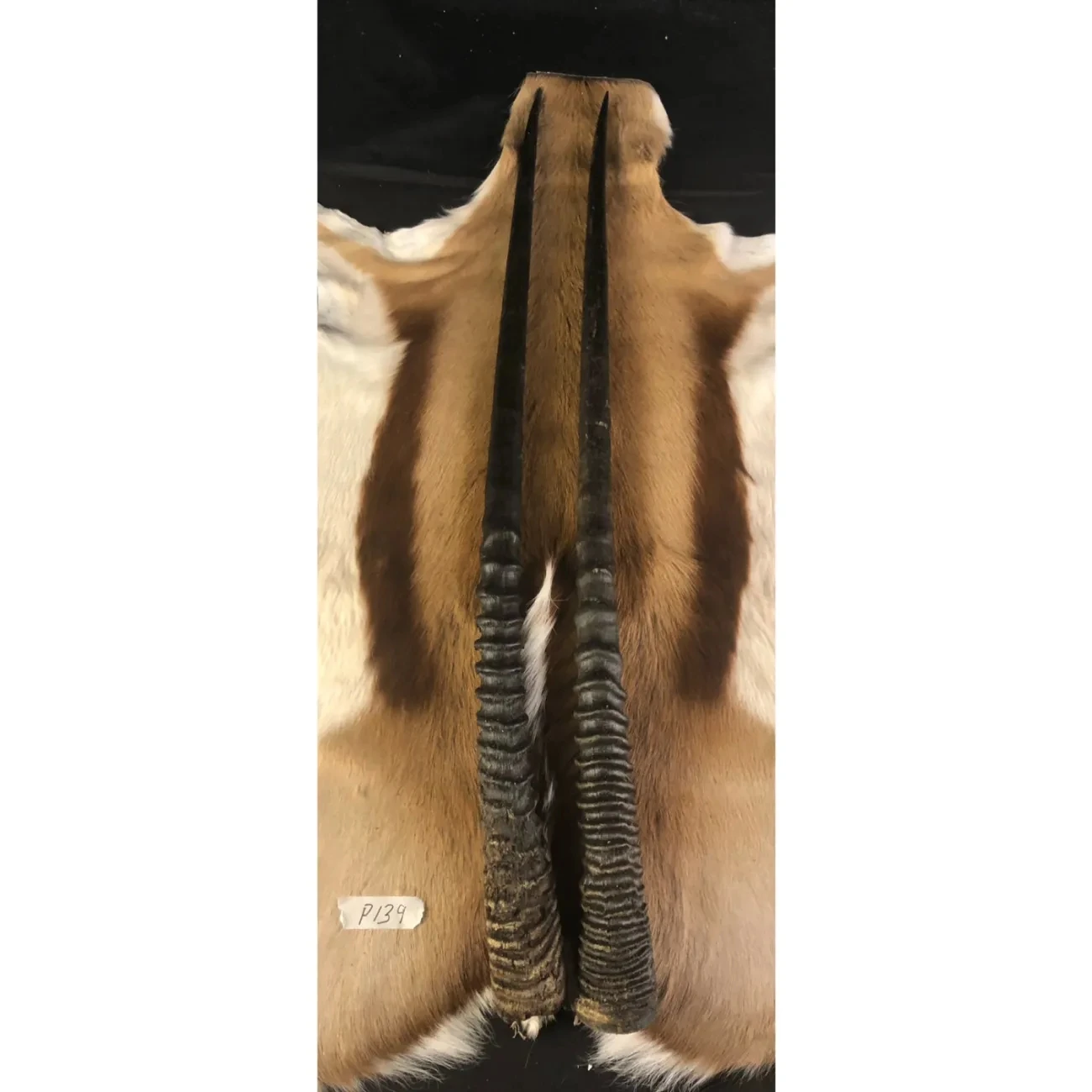 South Africa Imported African Oryx Horn Background Wall Wall Hanging Decoration Bar Artifact Nordic Style Collection Gifts