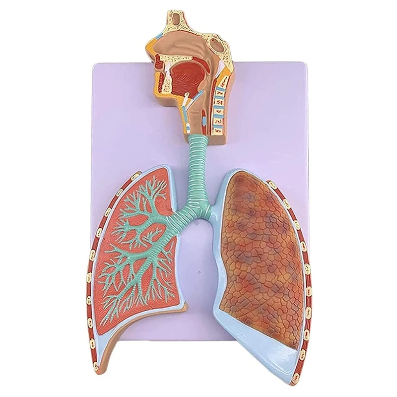 

Human Respiratory System Anatomical Model Shows Alveoli Right Bronchial Tree