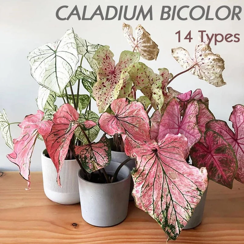 

14Types Caladium Bicolor 50Pcs Garden Decor Seed Home Decoration Plant Seed Flower
