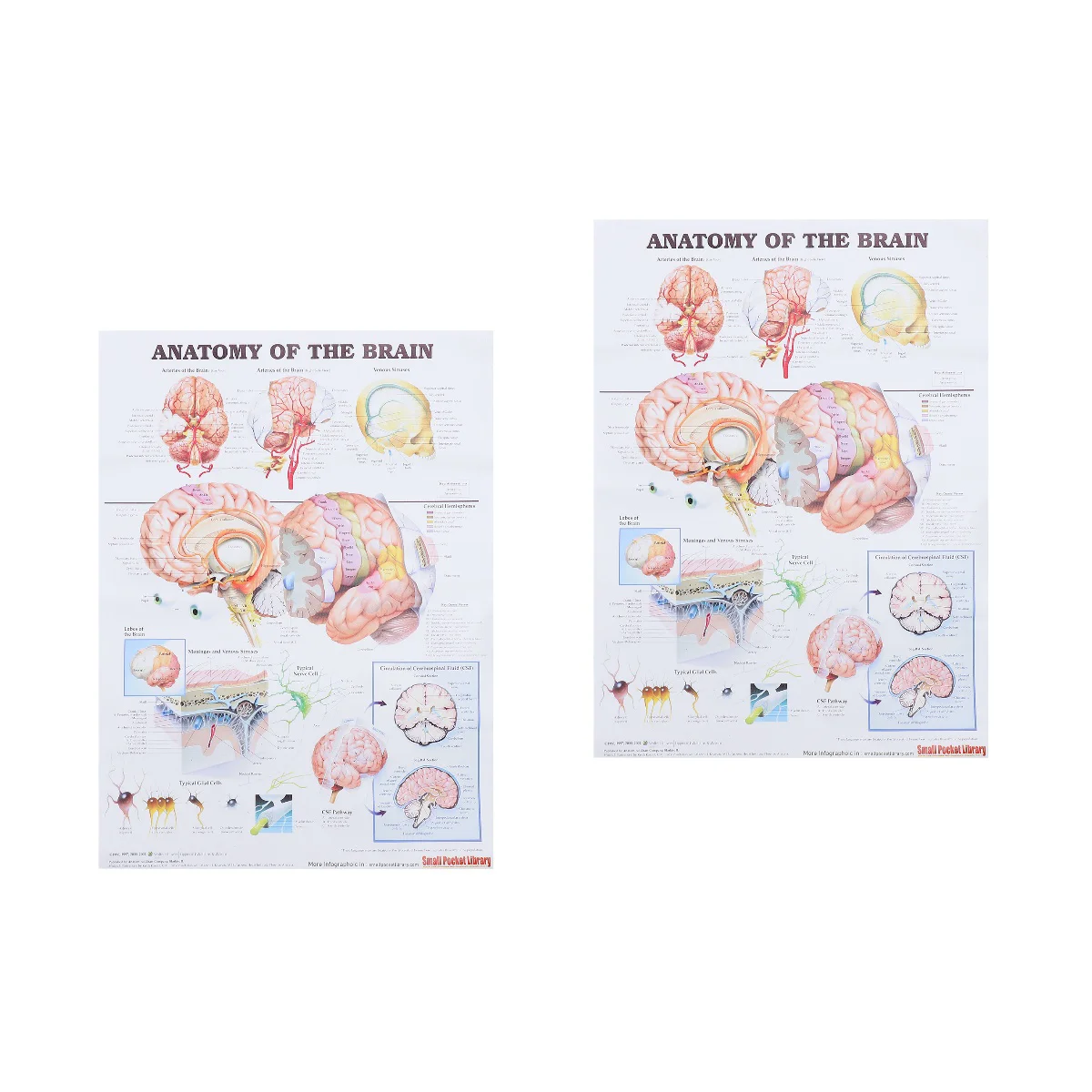

Set 2 Analysis Poster Office Posters Anatomy Teaching Chart Care Wall Anatomical Canvas