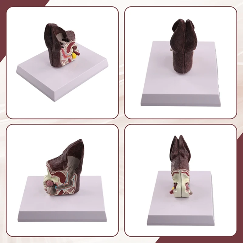 Модель анатомии животных для собак вспомогательная научная модель изучения