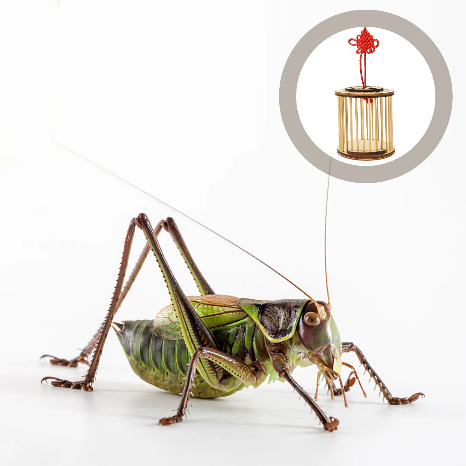 

Cage Cricket Bug Carrying Keeper Container Grasshopper Storage Kids Kit Catching Critter Box Hanging Carrier Catcher Holder