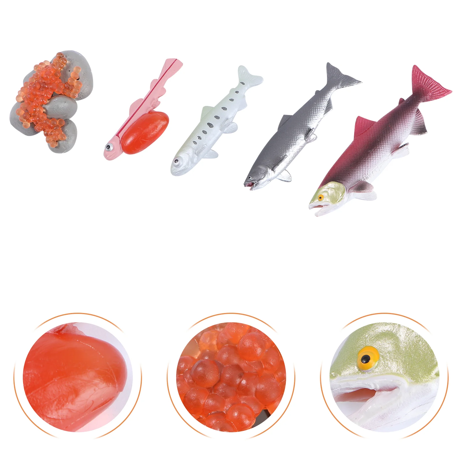 

Growth Cycle Model Salmon Figurine Crafts Simulated Toy Cognitive Figure Kids Cognition Aquatic Creatures Fish Process Toys