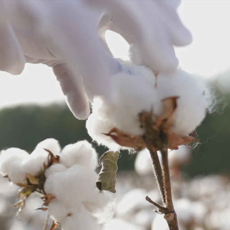 JYP/Xinjiang Art Cotton Bulk Xinjiang Высококачественное длинноволокнистое хлопковое одеяло из