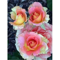 5d diamond painting red rose plant full drill by number kits for adults diy diamond set arts craft decorations a0570