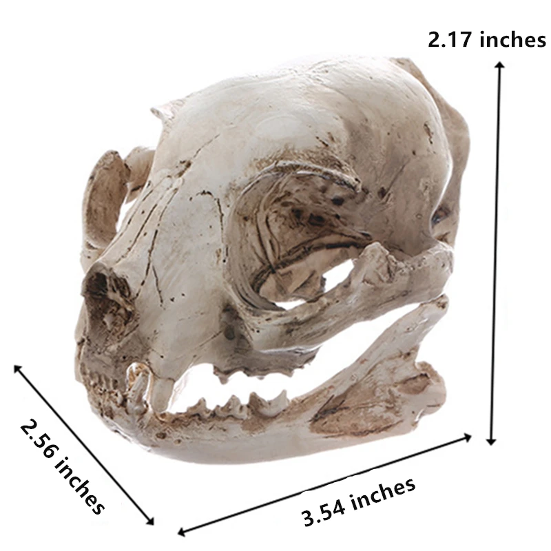 

Статуя черепа кошки из полимера BUF