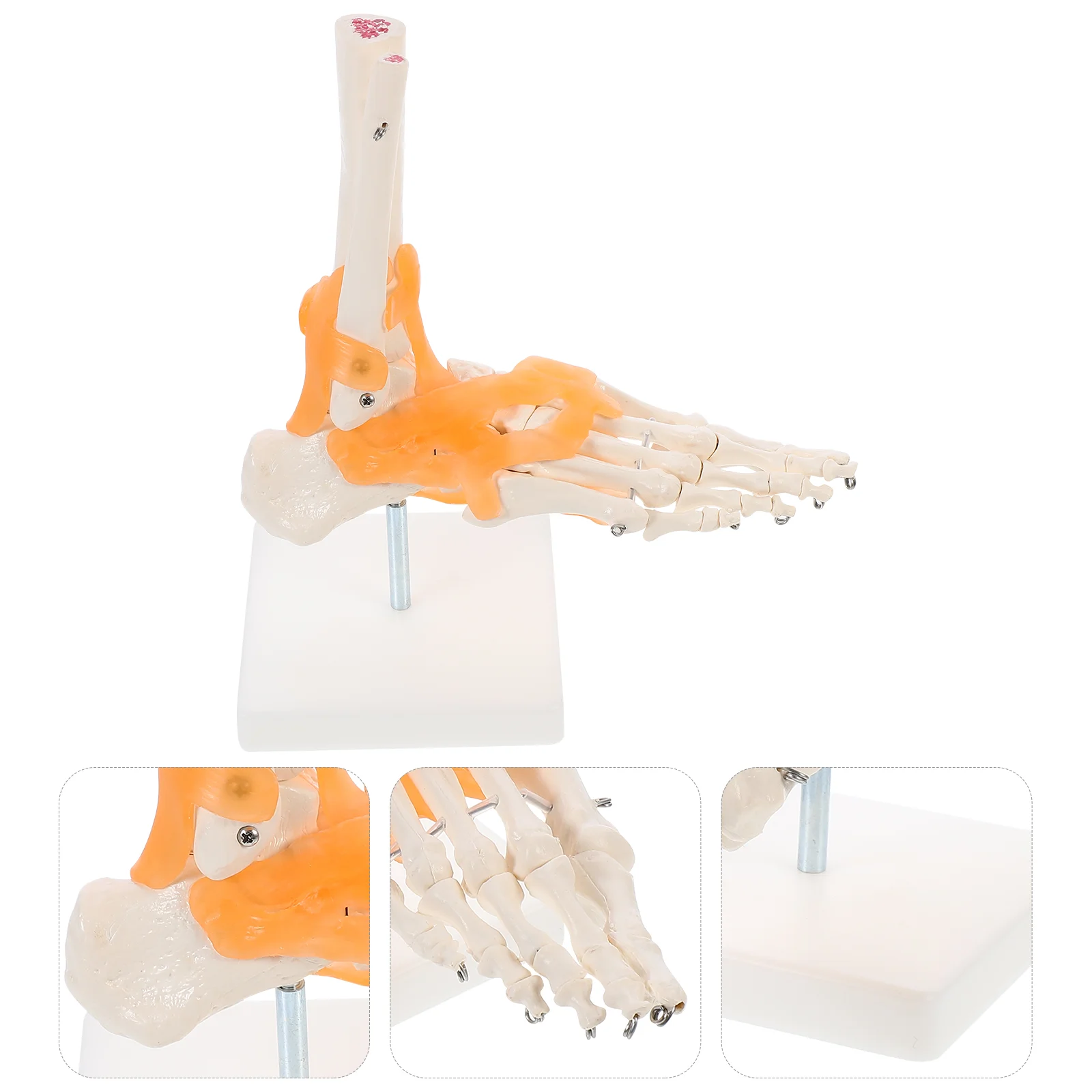 

Model Footjoint Joints Articulated Basemedical Anatomical Size Life Classroom Demonstration Tool Human