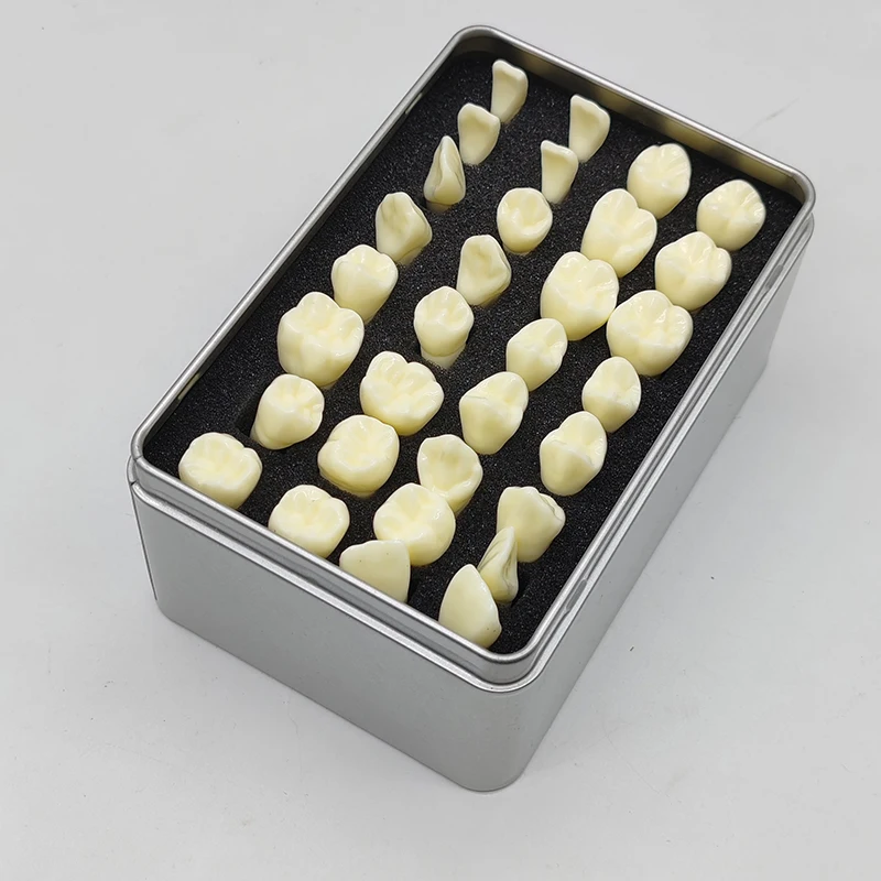 Стоматологическая 2-кратная постоянная модель зубов 32 шт.