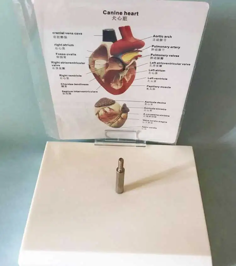 Модель Canine в форме сердца разобранная 2 части диссекция внутривенного желудочка