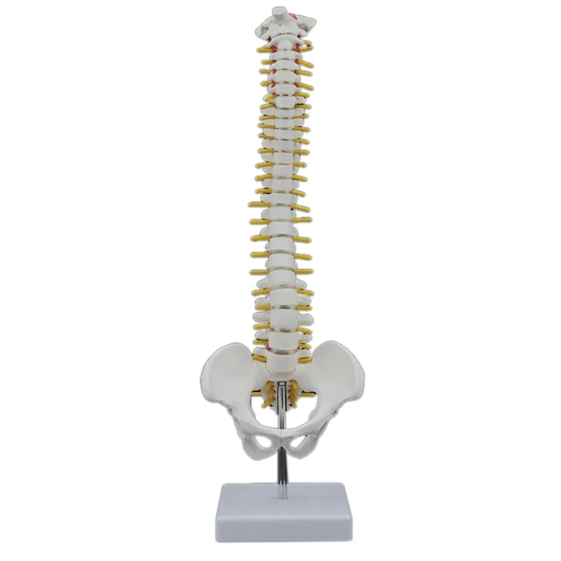 

45CM Human Spine With Pelvic Model Human Anatomical Anatomy Spine Model Spinal Column Model+Stand Fexible