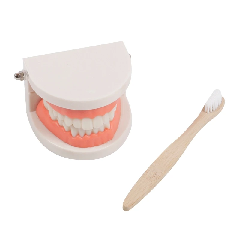 

Educational Teeth Mold Tooth Brushing Learning Set Kindergarten Teaching Props