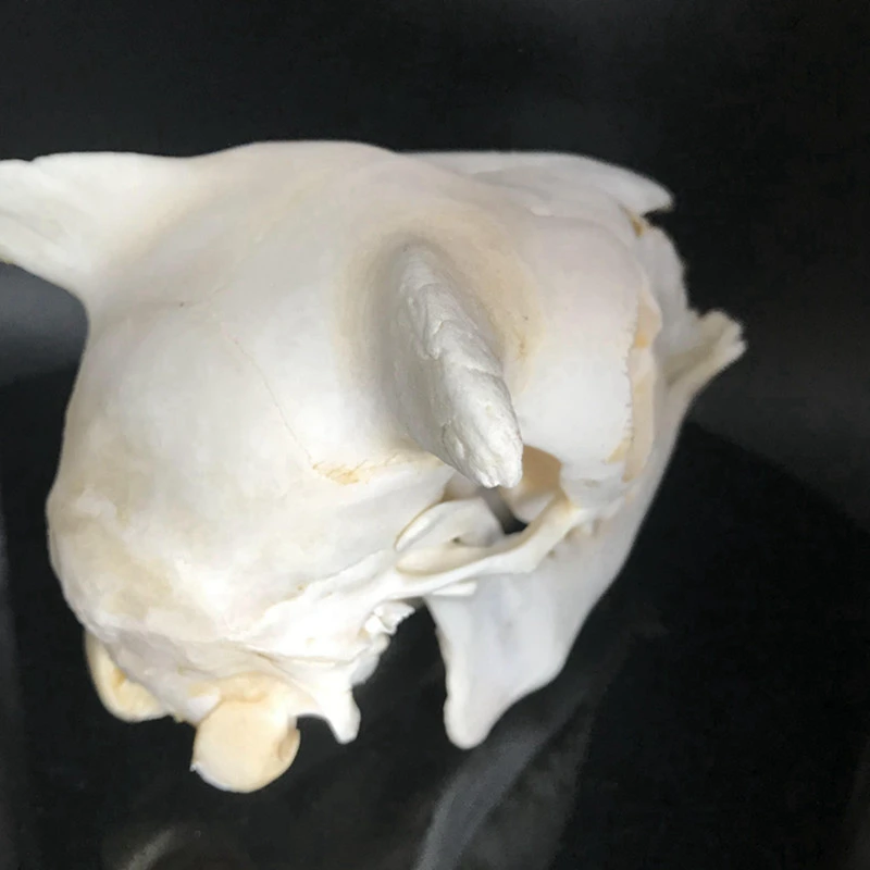 1 шт. имеют угол Ram череп Овцы черепом Ovis aries короткое маленькое из шифона и