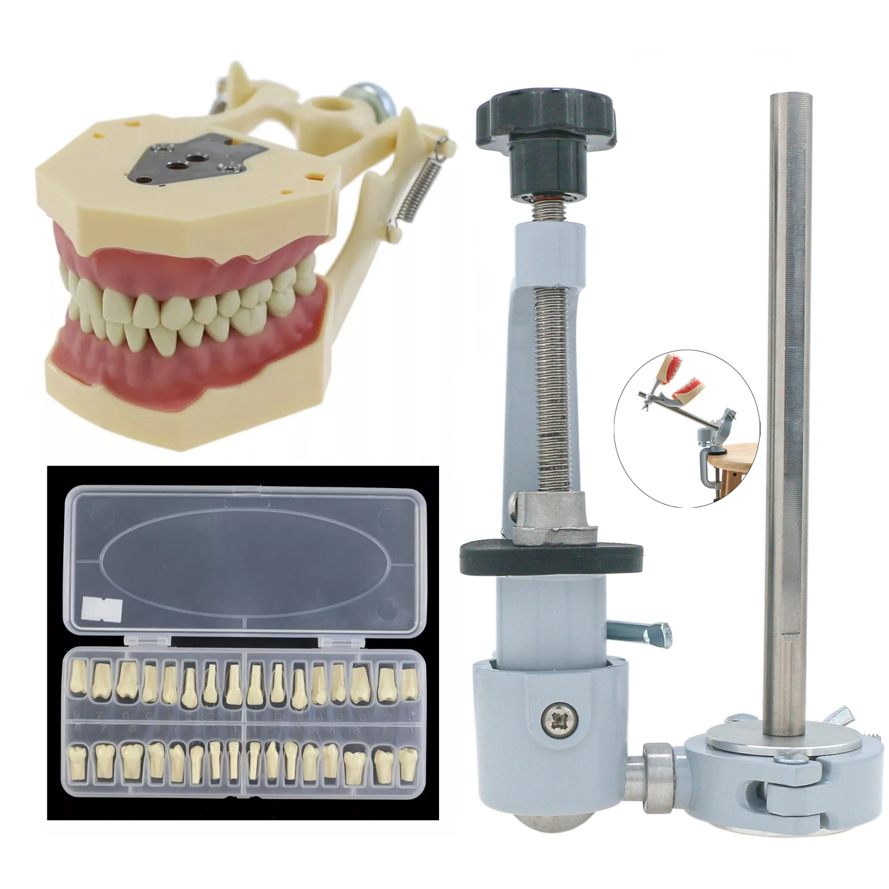 Стоматологическая модель зубов Typodont Frasaco AG3 монтажный столб 32 шт. сменные винты