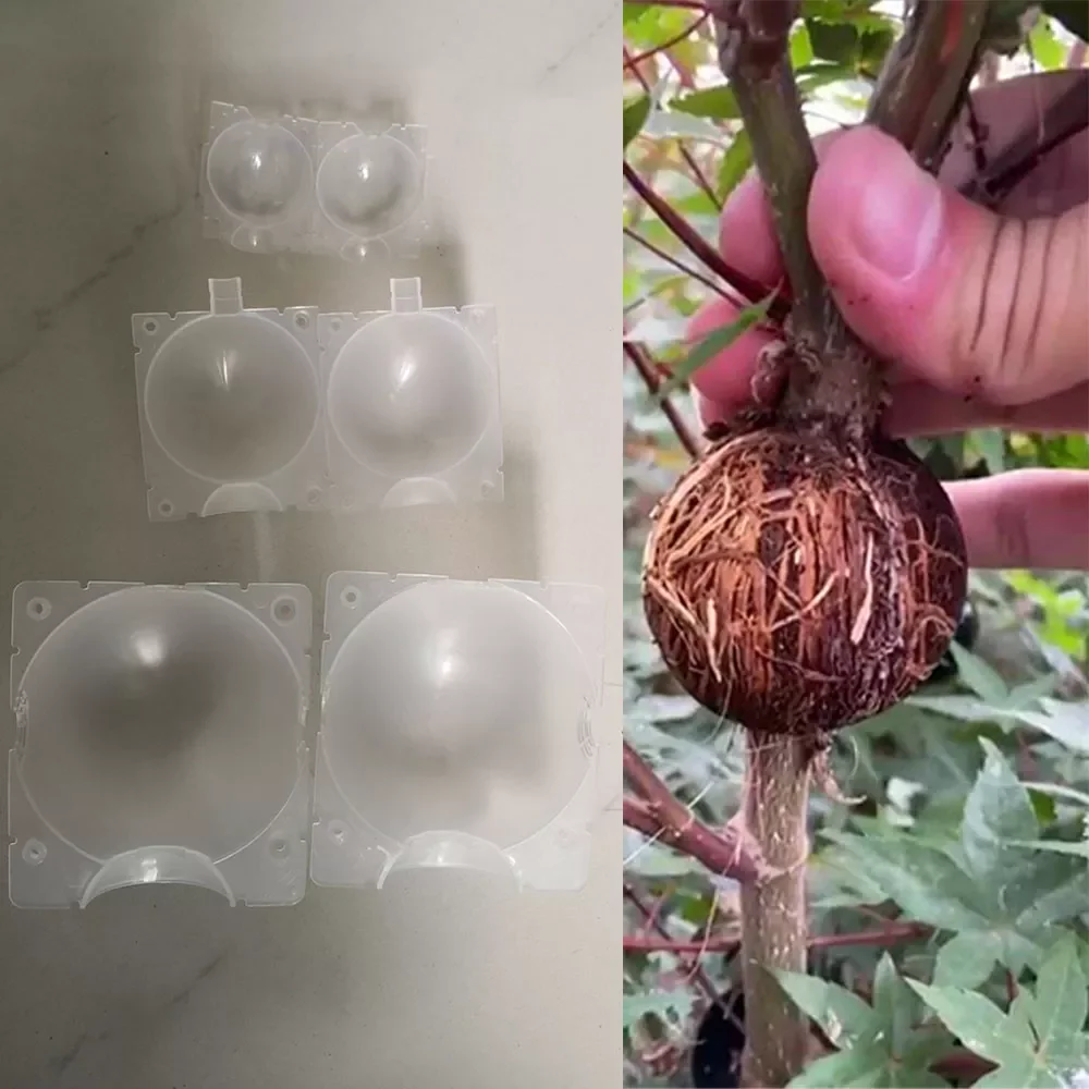 

2022wholesale Garden Plant root growing case box tree flower Grafting Rooter Ball Rooting breeding High-pressure fruit Transpare