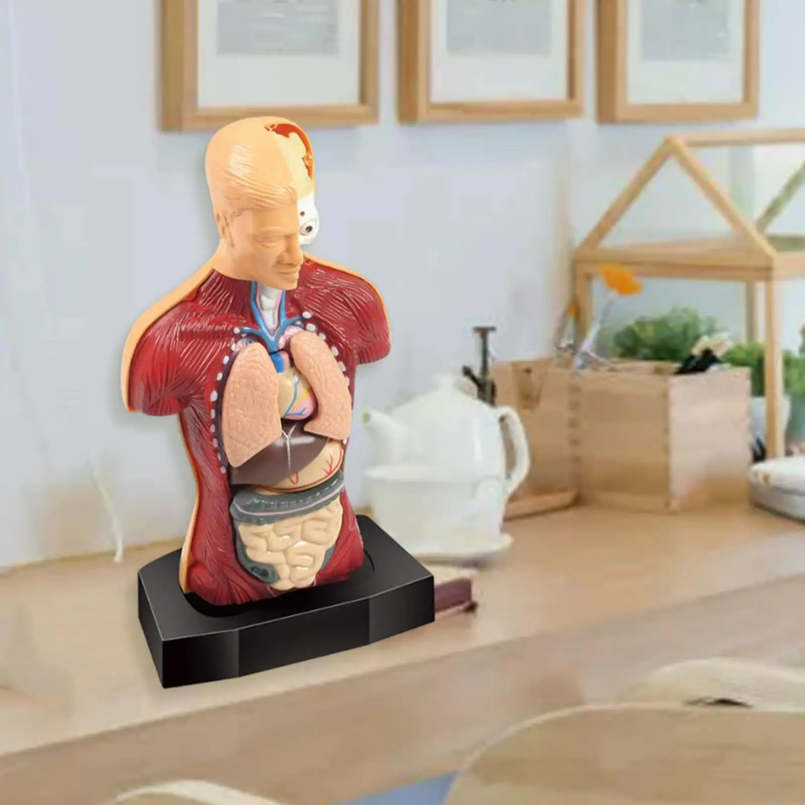 

Human Body Torso Model Parts Early Learning Anatomy Puzzle for Kids Unisex