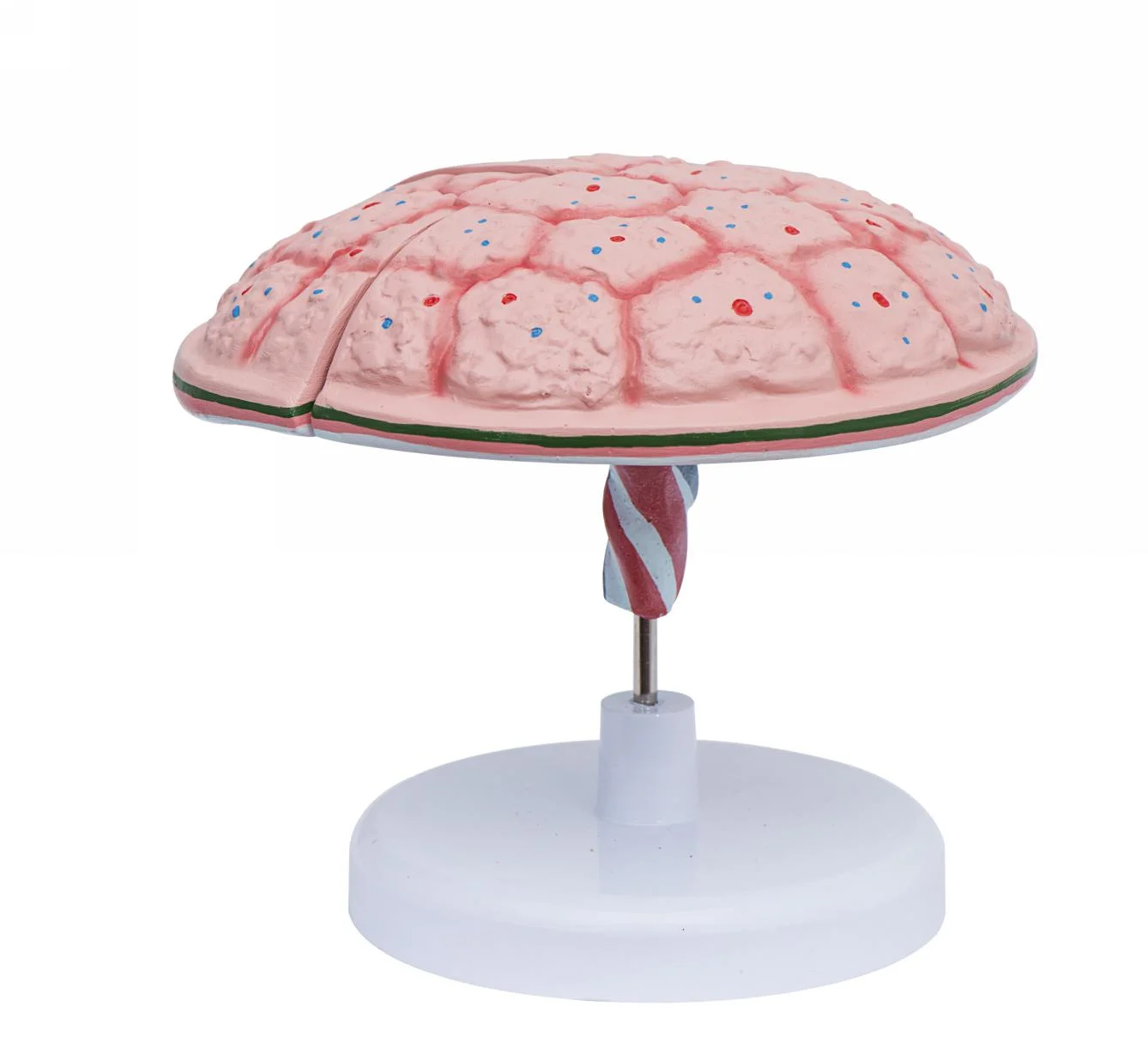 Плацентарная модель пумбикального шнура улучшенная анатомия симулятор