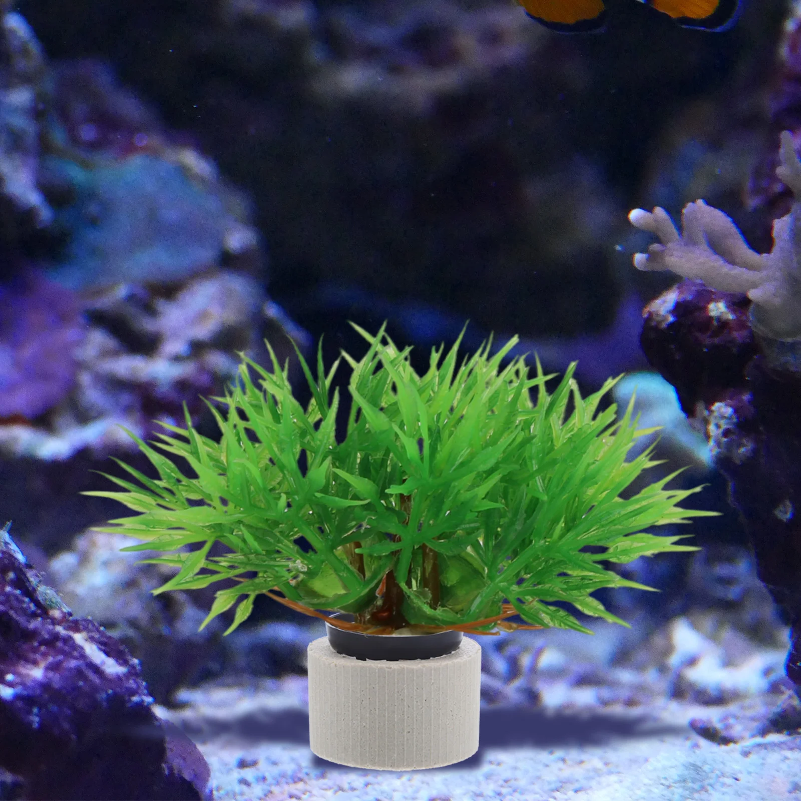 

Ceramic Water Plants Ring Aquarium Supplies Gravity Sponge Fish Tank Fix Rings Landscaping