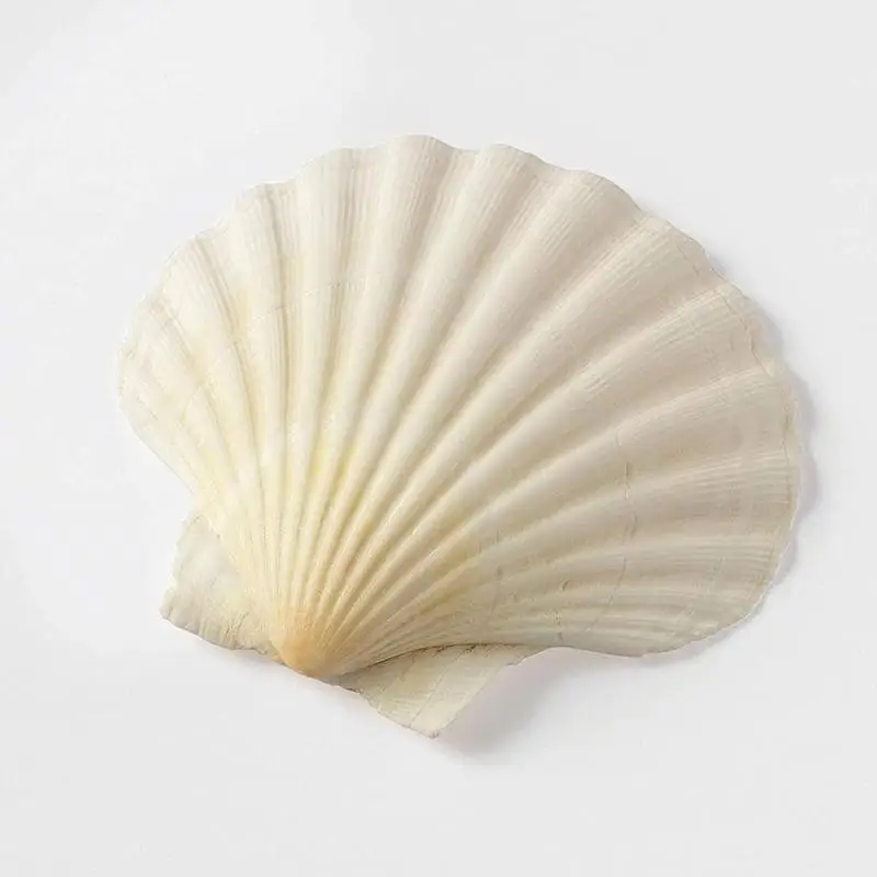 

1 Pair 10~14cm Natural Scallop Shell White Coconut Home Decoration Wedding Shells Seashell Decor Aquarium Specimen S0M2