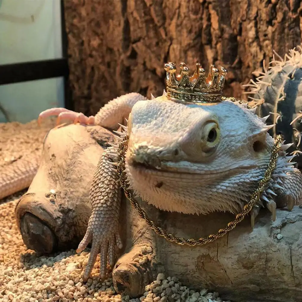 

Lovely Lizard Ornament Set Comfortable Novel Pet Chain Clothing Accessories Pet Pet Hat Lizard Transform Outfit 1 Set