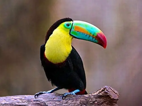 

Оловянный плакат Toucan с изображением птиц животных природы
