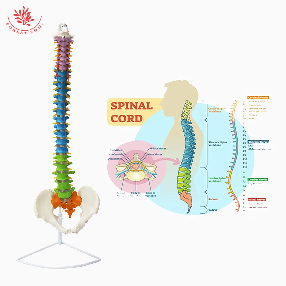 Модель анатомии человеческого гибкого позвоночника из ПВХ материала размером 85 см с различными цветами и двумя бедренными костями для обучения.