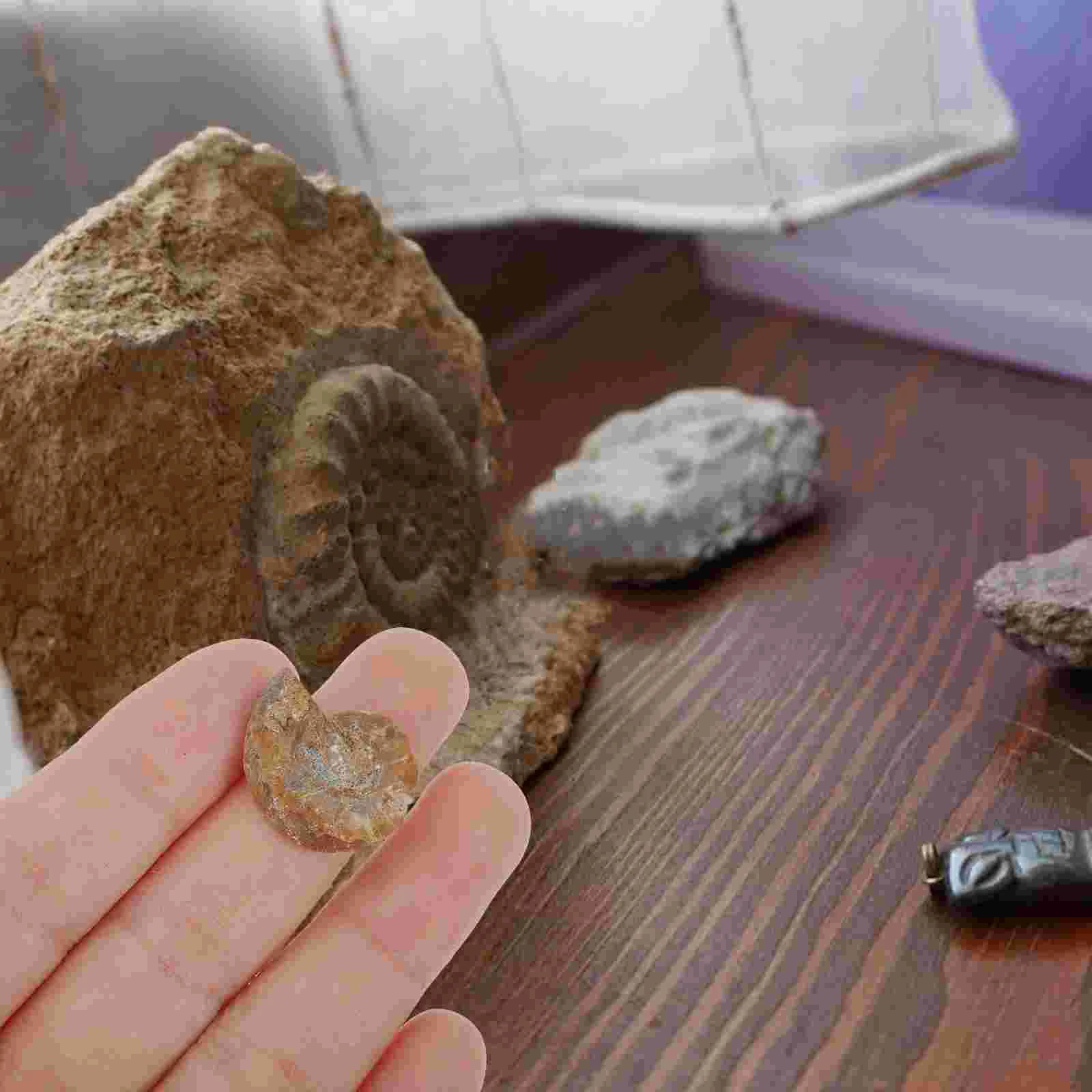 

Ammonite Mark Fossilized Sample Educational Plaything Decoration Student Teaching Fossils Table Adornment
